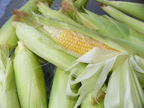 corn