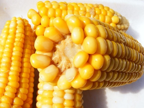 Local corn